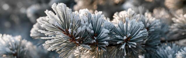 Pine branches glisten with frost in morning light photo