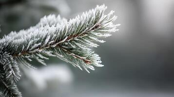Frost-covered pine branch in a winter landscape photo