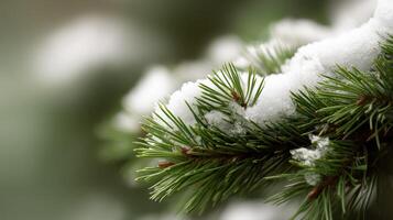Snow-covered evergreen branches with nature backdrop photo