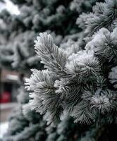 Frost-covered pine branches glisten in winter light photo