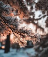 Frost-covered branches silhouetted by sunset glow photo