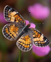 Vibrant butterfly perched on pink flower in nature photo