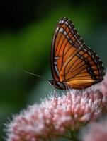 Colorful butterfly resting on pink flowers in nature photo
