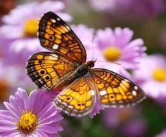 Butterfly resting on pink flowers in a vibrant garden photo