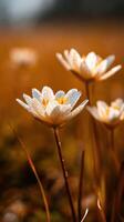 Glowing wildflowers in the golden sunlight at dawn photo
