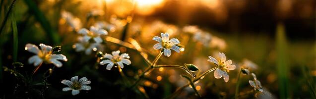 Wildflowers bloom at sunset with dew glistening photo
