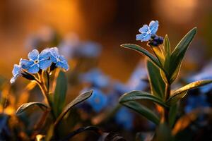 Beautiful wildflowers sparkle with morning dew photo
