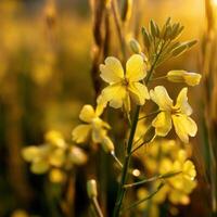 Wildflower meadow bathed in golden morning light photo