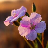 Wildflowers bloom in morning light, showcasing beauty photo