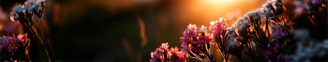 Bright wildflowers basking in warm golden sunlight photo
