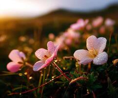Wildflowers in the golden hour with dew droplets photo