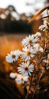 Wildflowers bloom in golden sunlight at dawn near field photo