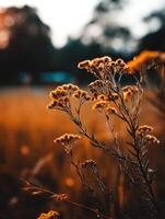 Wildflowers bloom in golden light during sunset photo