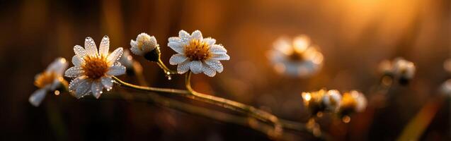 Flowers in the sun by james kennedy photo