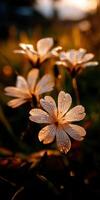 Wildflowers glisten with dew in golden sunlight photo