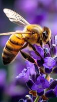 Honeybee pollinates lavender flowers in nature's bloom photo