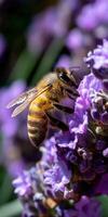 Honeybee foraging on vibrant lavender flowers photo