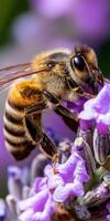 A bee is on a purple flower photo