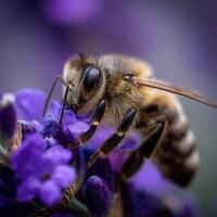 Honeybee pollinating purple flowers in nature's beauty photo