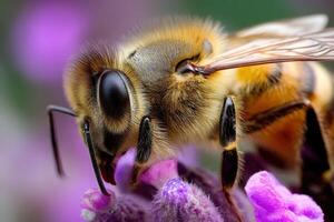 Close-up view of a honeybee on a flower petal photo