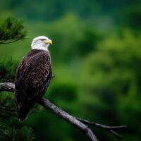 Bald eagle perched on a tree branch in serene nature photo