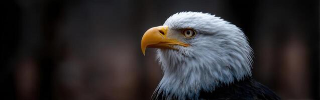 Majestic eagle perched in serene forest surroundings photo