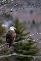 Bald eagle perched on tree branch in natural habitat photo