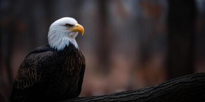 Bald eagle perched gracefully on a tree branch photo