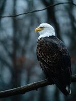 Bald eagle perched on branch in a misty forest photo