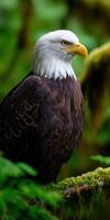 Bald eagle perched amidst lush greenery in nature photo