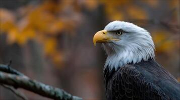 Majestic bald eagle perched on a branch in autumn photo