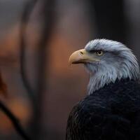 Majestic eagle perched during twilight in nature photo