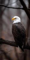 Majestic eagle perched on a branch during twilight photo