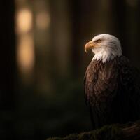 Majestic eagle perched in a forest at dusk photo