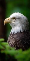 Bald eagle perched among green foliage in nature photo