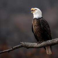 Bald eagle perched in nature's quiet moment photo