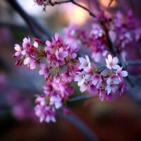 Photograph cherry blossoms by jason kim on 500px photo