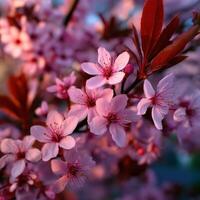 Blossoming cherry tree flowers bathed in soft light photo