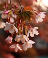 Cherry blossoms bloom in a peaceful garden setting photo