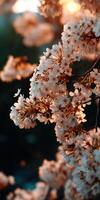 Cherry blossoms bloom during sunset in a serene garden photo