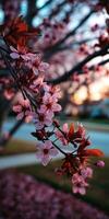 Blossoming cherry tree in soft evening light photo