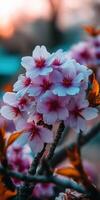 Beautiful cherry blossoms blooming in springtime light photo