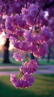 A pink cherry blossom tree in the park photo