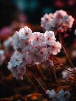 Cherry blossoms bloom in a peaceful garden photo
