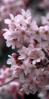Beautiful cherry blossoms blooming in spring sunlight photo