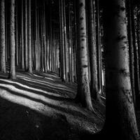 Mysterious shadows in a tranquil forest pathway photo