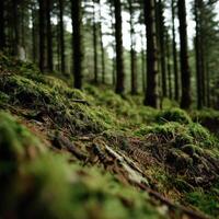 Mossy forest floor surrounded by tall trees photo