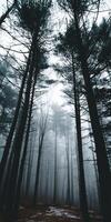 Misty forest landscape with tall trees in soft light photo