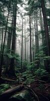 Misty forest landscape with towering trees and ferns photo