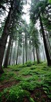 Lush green forest shrouded in misty tranquility photo